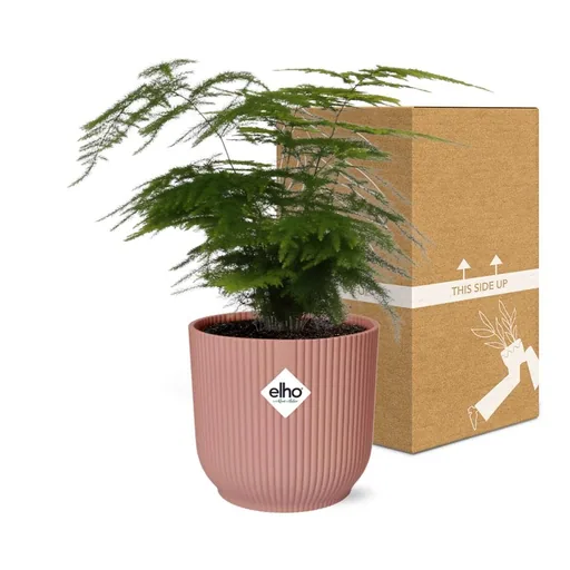 Farnspargel 'Plumosus' (Asparagus setaceus) – pflegeleichte Zimmerpflanze, im rosa Übertopf