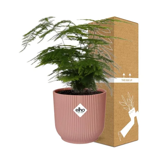 Farnspargel 'Plumosus' (Asparagus setaceus) – pflegeleichte Zimmerpflanze, im rosa Übertopf