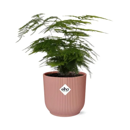 Farnspargel 'Plumosus' (Asparagus setaceus) – pflegeleichte Zimmerpflanze, im rosa Übertopf