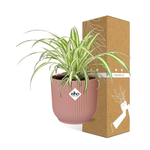 Grünlilie 'Variegatum' (Chlorophytum comosum) – pflegeleichte Zimmerpflanze, im rosa Übertopf