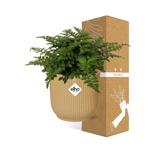 Zwerg-Streifenfarn 'Parvati' (Asplenium parvisorum) – pflegeleichte Zimmerpflanze, Höhe ca. 14 cm