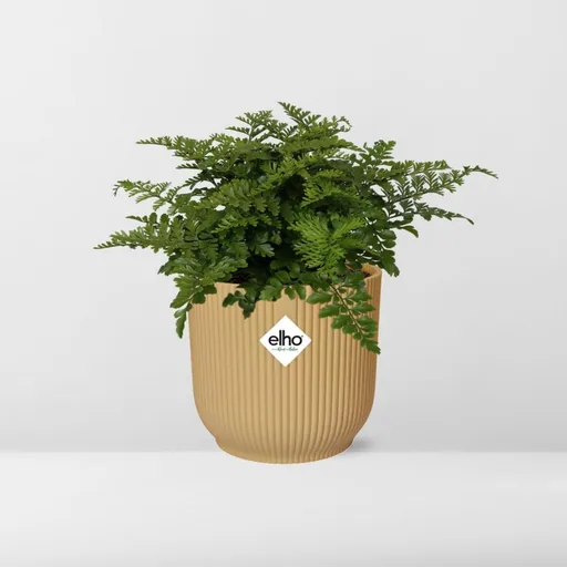Zwerg-Streifenfarn 'Parvati' (Asplenium parvisorum) – pflegeleichte Zimmerpflanze, Höhe ca. 14 cm