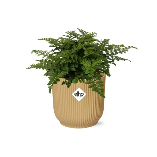 Zwerg-Streifenfarn 'Parvati' (Asplenium parvisorum) – pflegeleichte Zimmerpflanze, Höhe ca. 14 cm