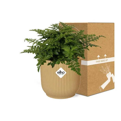 Zwerg-Streifenfarn 'Parvati' (Asplenium parvisorum) – pflegeleichte Zimmerpflanze, Höhe ca. 14 cm