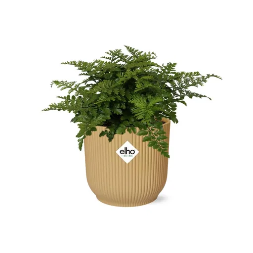Zwerg-Streifenfarn 'Parvati' (Asplenium parvisorum) – pflegeleichte Zimmerpflanze, Höhe ca. 14 cm
