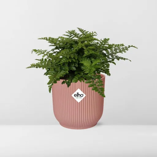 Parvati-Farn (Asplenium parvisorum) – pflegeleichte Zimmerpflanze, Höhe ca. 14 cm