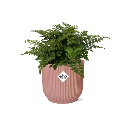 Parvati-Farn (Asplenium parvisorum) – pflegeleichte Zimmerpflanze, Höhe ca. 14 cm