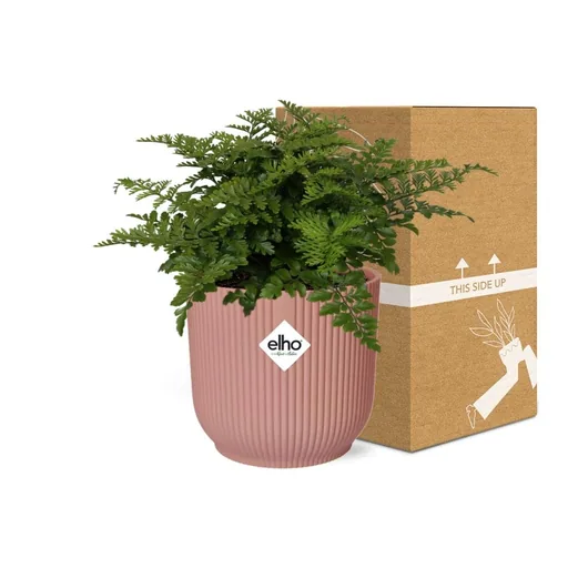 Parvati-Farn (Asplenium parvisorum) – pflegeleichte Zimmerpflanze, Höhe ca. 14 cm