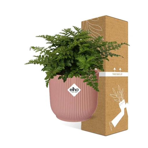 Parvati-Farn (Asplenium parvisorum) – pflegeleichte Zimmerpflanze, Höhe ca. 14 cm