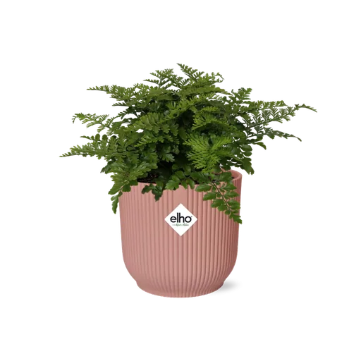 Parvati-Farn (Asplenium parvisorum) – pflegeleichte Zimmerpflanze, Höhe ca. 14 cm