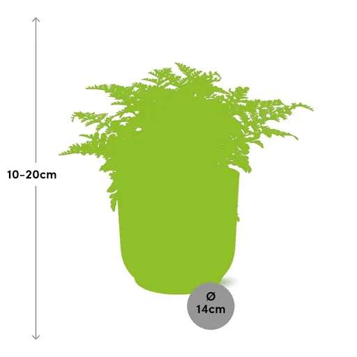 Parvati-Farn (Asplenium parvisorum) – pflegeleichte Zimmerpflanze, Höhe ca. 14 cm