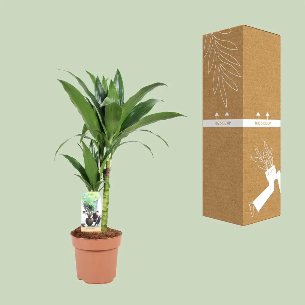 Drachenbaum (Dracaena jamesii) – pflegeleichte Zimmerpflanze, Topf-Ø 17 cm, Höhe ca. 60 cm