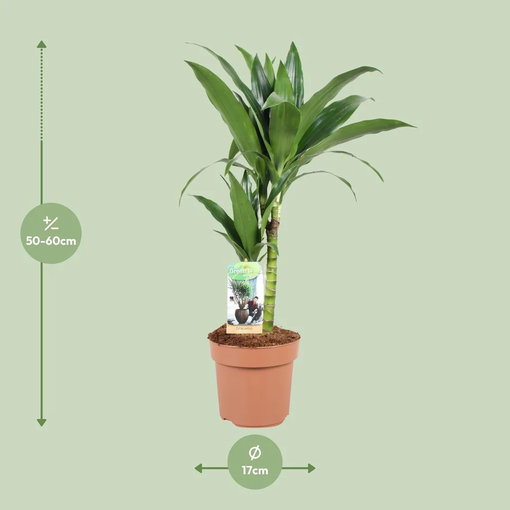 Drachenbaum (Dracaena jamesii) – pflegeleichte Zimmerpflanze, Topf-Ø 17 cm, Höhe ca. 60 cm