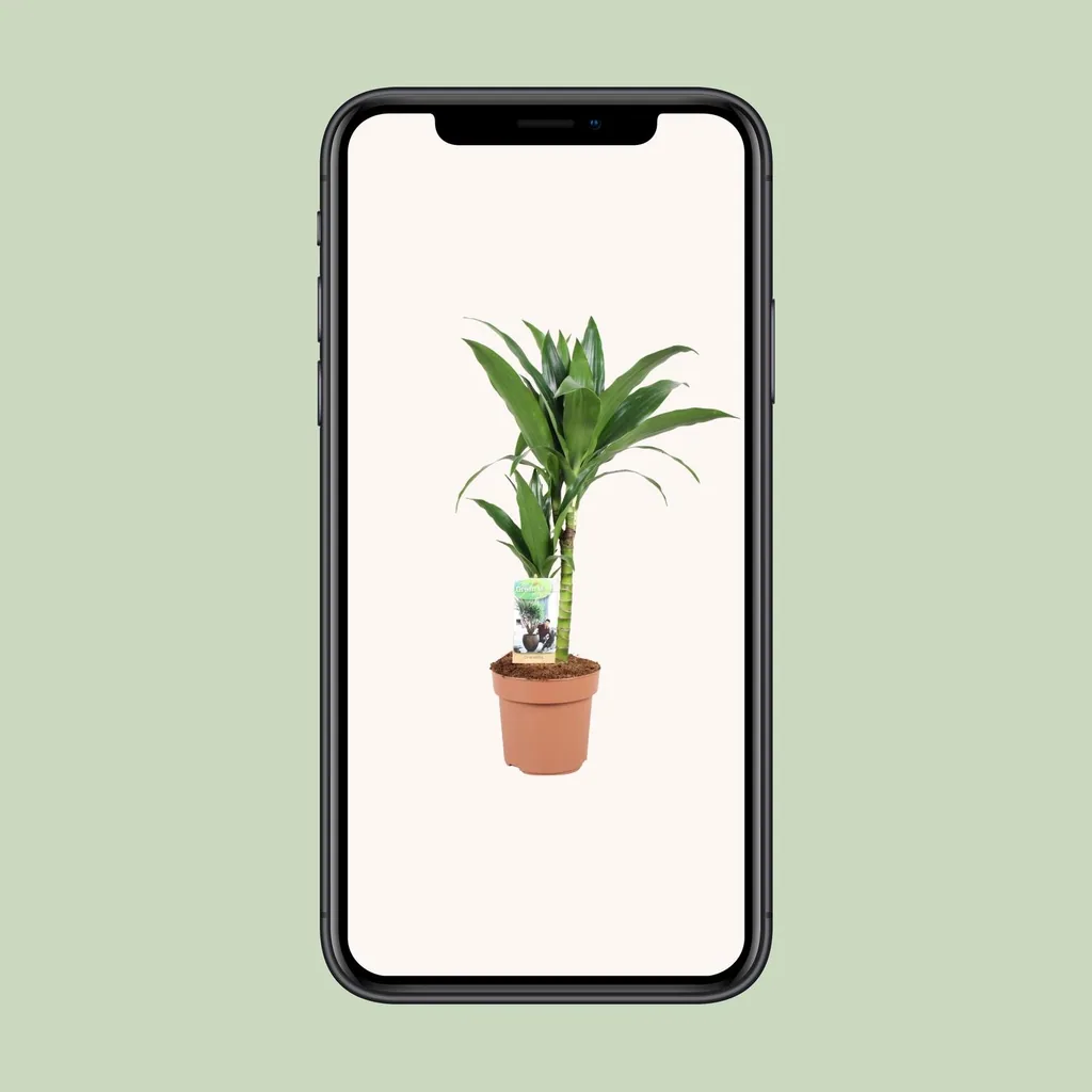 Drachenbaum (Dracaena jamesii) – pflegeleichte Zimmerpflanze, Topf-Ø 17 cm, Höhe ca. 60 cm