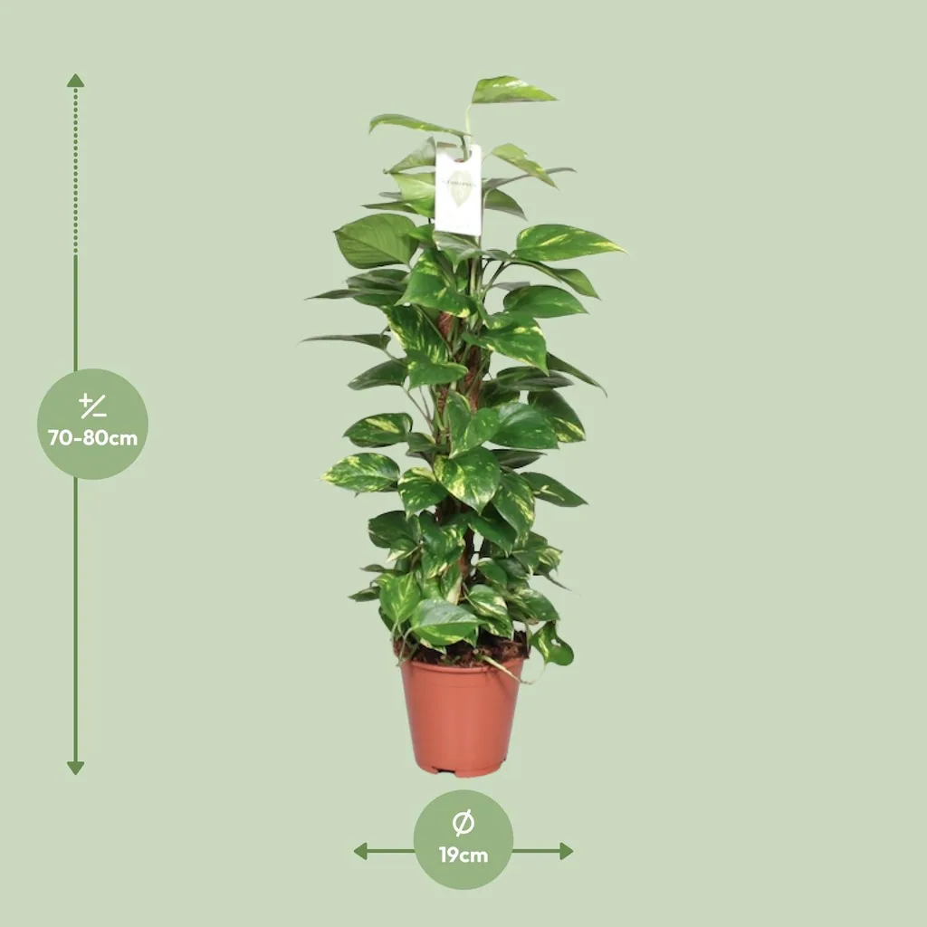 Efeutute (Epipremnum pinnatum) – pflegeleichte Zimmerpflanze, am Moosstab (80 cm), Topf-Ø 19 cm, Höhe ca. 80 cm