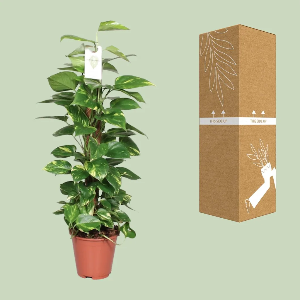 Efeutute (Epipremnum pinnatum) – pflegeleichte Zimmerpflanze, am Moosstab (80 cm), Topf-Ø 19 cm, Höhe ca. 80 cm
