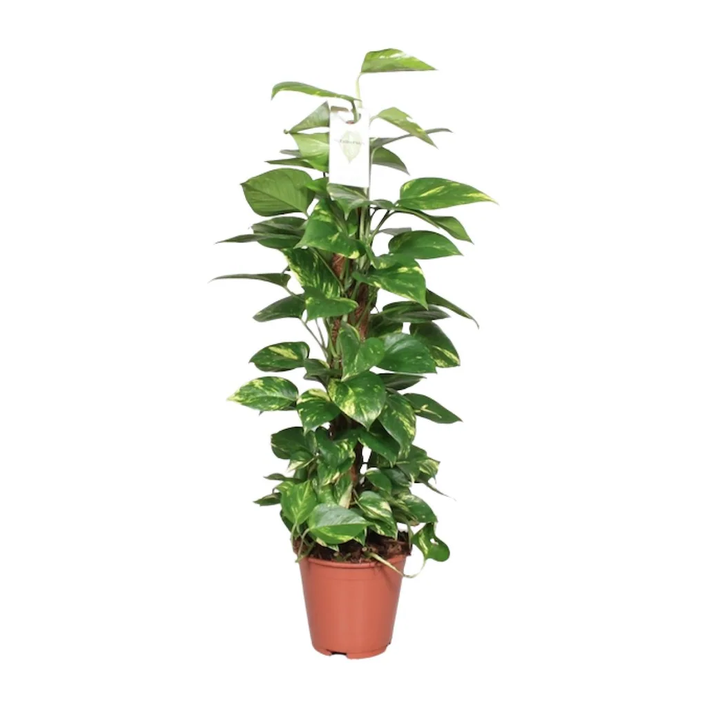Efeutute (Epipremnum pinnatum) – pflegeleichte Zimmerpflanze, am Moosstab (80 cm), Topf-Ø 19 cm, Höhe ca. 80 cm