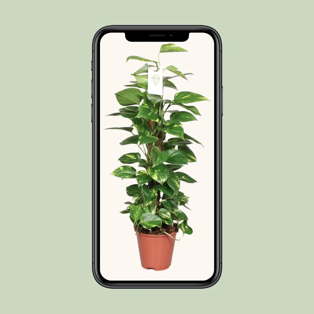 Efeutute (Epipremnum pinnatum) – pflegeleichte Zimmerpflanze, am Moosstab (80 cm), Topf-Ø 19 cm, Höhe ca. 80 cm