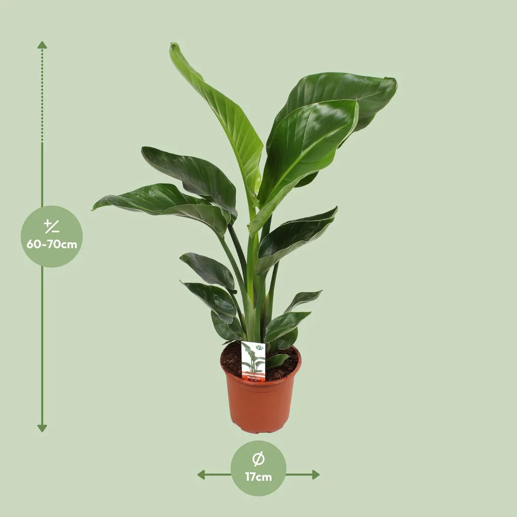 Baumstrelitzie 'Nicolai' (Strelitzia nicolai) – pflegeleichte Zimmerpflanze, Topf-Ø 17 cm, Höhe ca. 70 cm