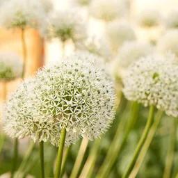Zierlauch 'White Giant' (Allium giganteum) – Zierlauch-Zwiebeln, 5 Zwiebeln