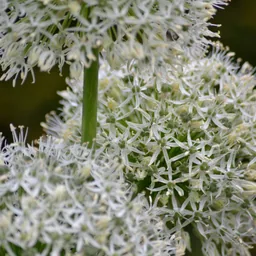 Zierlauch 'White Giant' (Allium giganteum) – Zierlauch-Zwiebeln, 5 Zwiebeln
