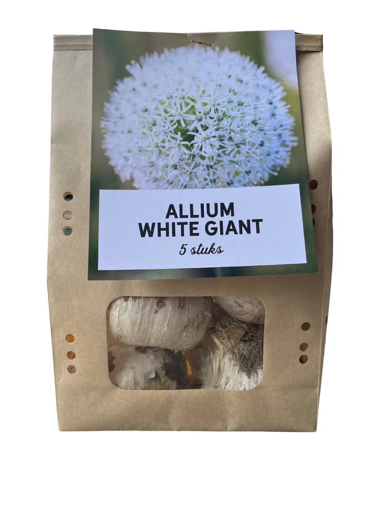 Zierlauch 'White Giant' (Allium giganteum) – Zierlauch-Zwiebeln, 5 Zwiebeln