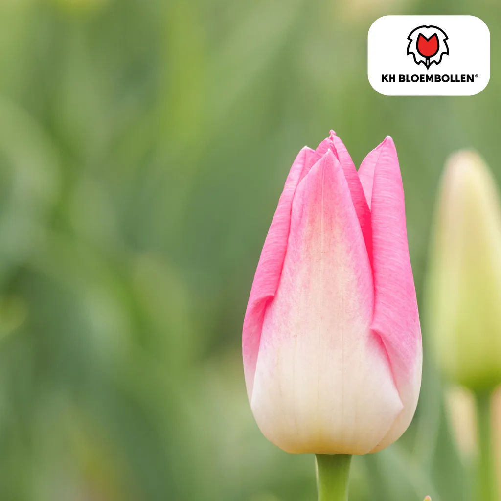 Tulpe 'Dynasty' (Tulipa) – Blumenzwiebeln, 20 Zwiebeln