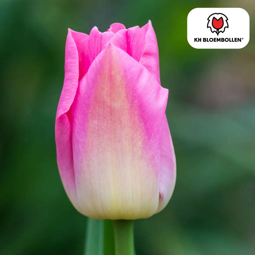 Tulpe 'Dynasty' (Tulipa) – Blumenzwiebeln, 20 Zwiebeln