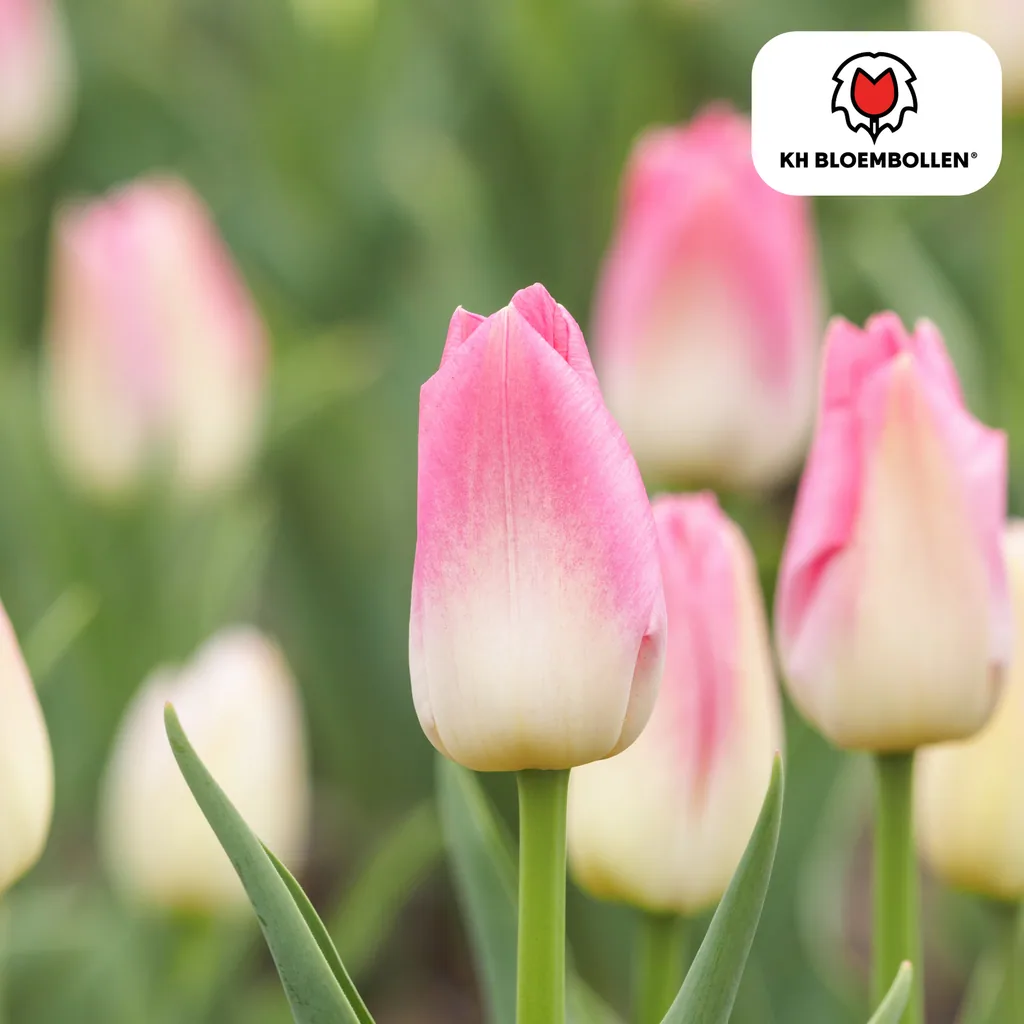 Tulpe 'Dynasty' (Tulipa) – Blumenzwiebeln, 20 Zwiebeln