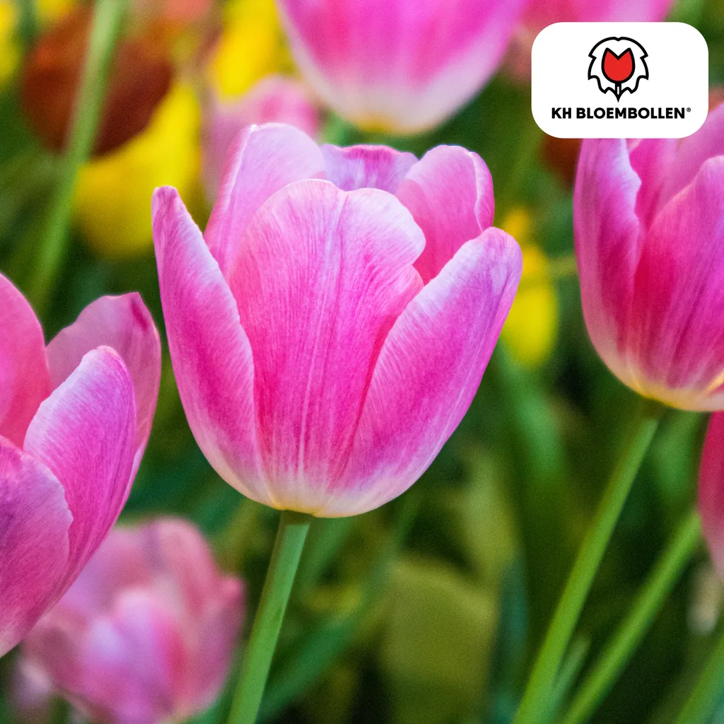 Tulpe 'Dynasty' (Tulipa) – Blumenzwiebeln, 20 Zwiebeln