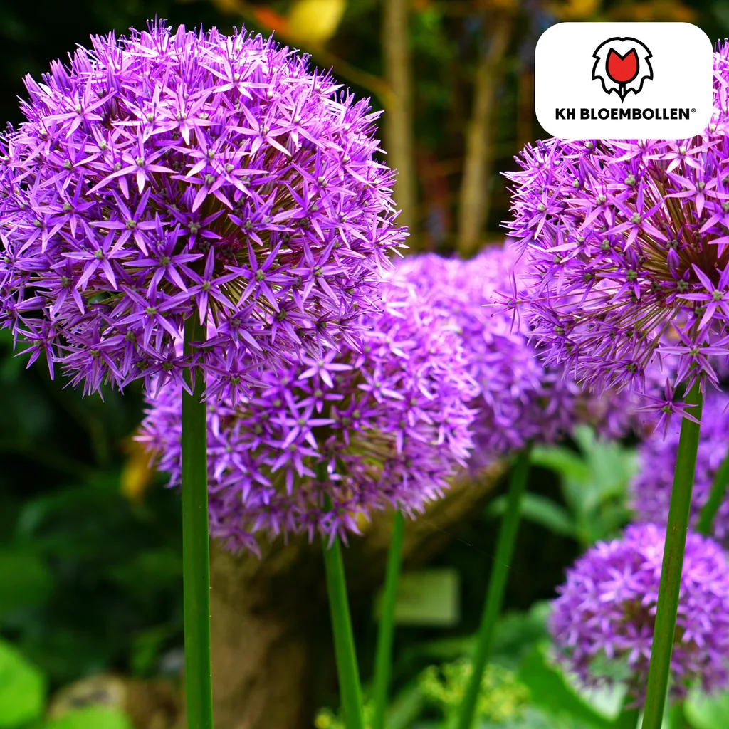 Zierlauch (Allium giganteum) – Zierlauch-Zwiebeln, 4 Zwiebeln