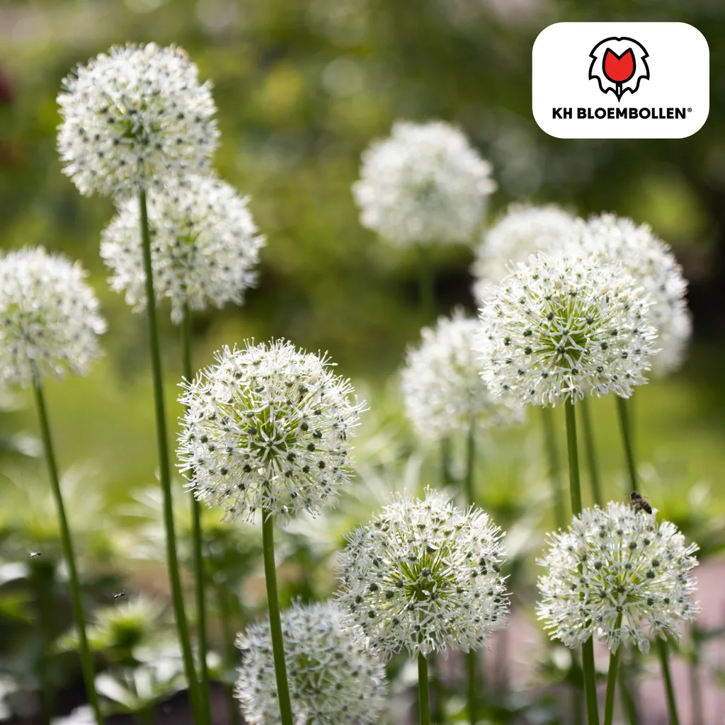 Zierlauch (Allium giganteum) – Zierlauch-Zwiebeln, 4 Zwiebeln