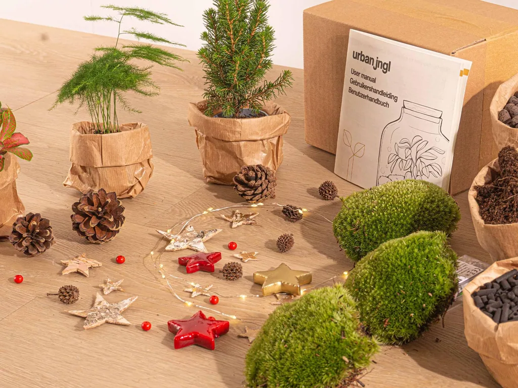 Pflanzen-Terrarium-Paket - Mini-Weihnachtsbaum - 3 Pflanzen - Nachfüll- & Startpaket - DIY Christmas