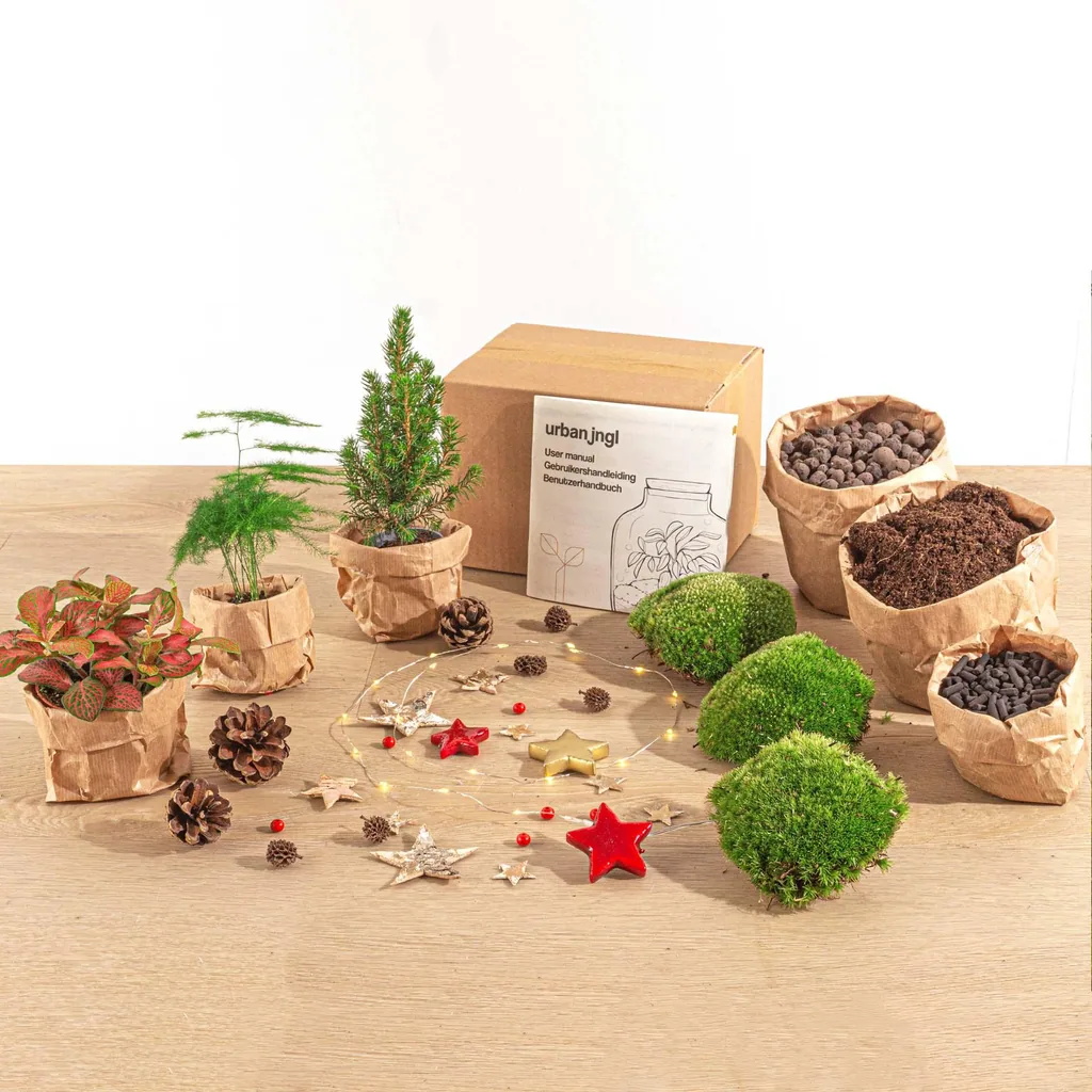 Pflanzen-Terrarium-Paket - Mini-Weihnachtsbaum - 3 Pflanzen - Nachfüll- & Startpaket - DIY Christmas