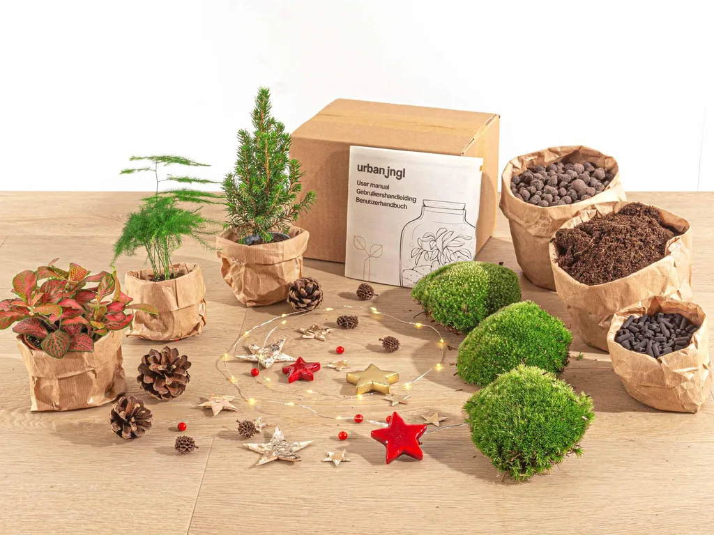 Pflanzen-Terrarium-Paket - Mini-Weihnachtsbaum - 3 Pflanzen - Nachfüll- & Startpaket - DIY Christmas