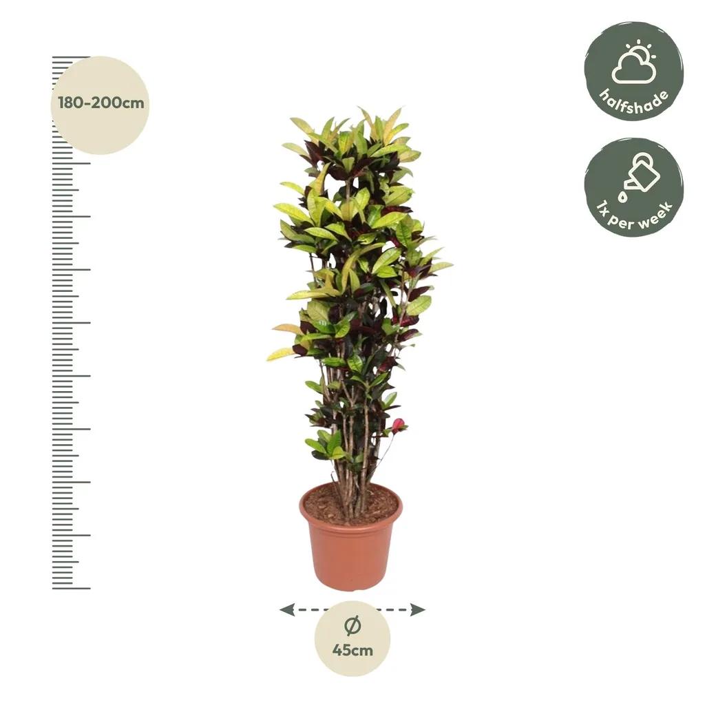 Kroton 'Iceton' (Codiaeum) – pflegeleichte Zimmerpflanze, Topf-Ø 45 cm, Höhe ca. 190 cm