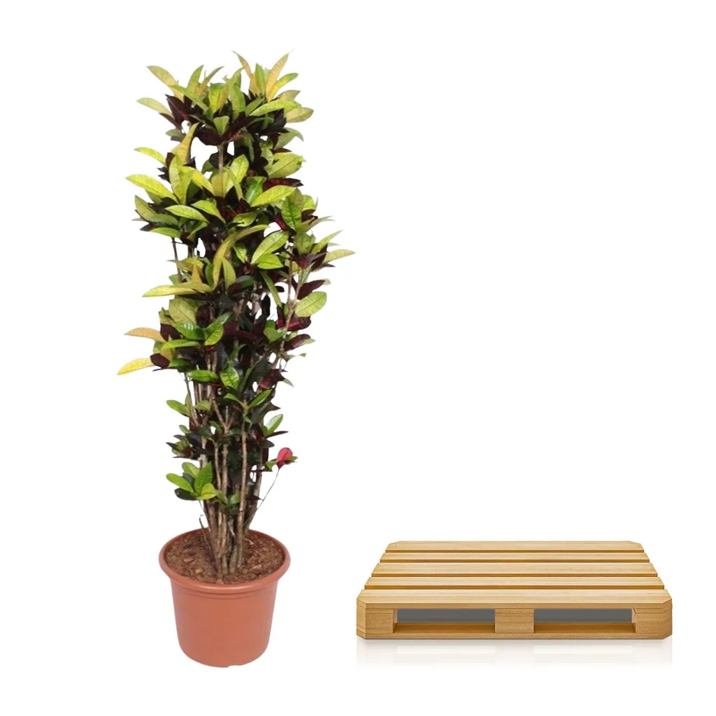 Kroton 'Iceton' (Codiaeum) – pflegeleichte Zimmerpflanze, Topf-Ø 45 cm, Höhe ca. 190 cm