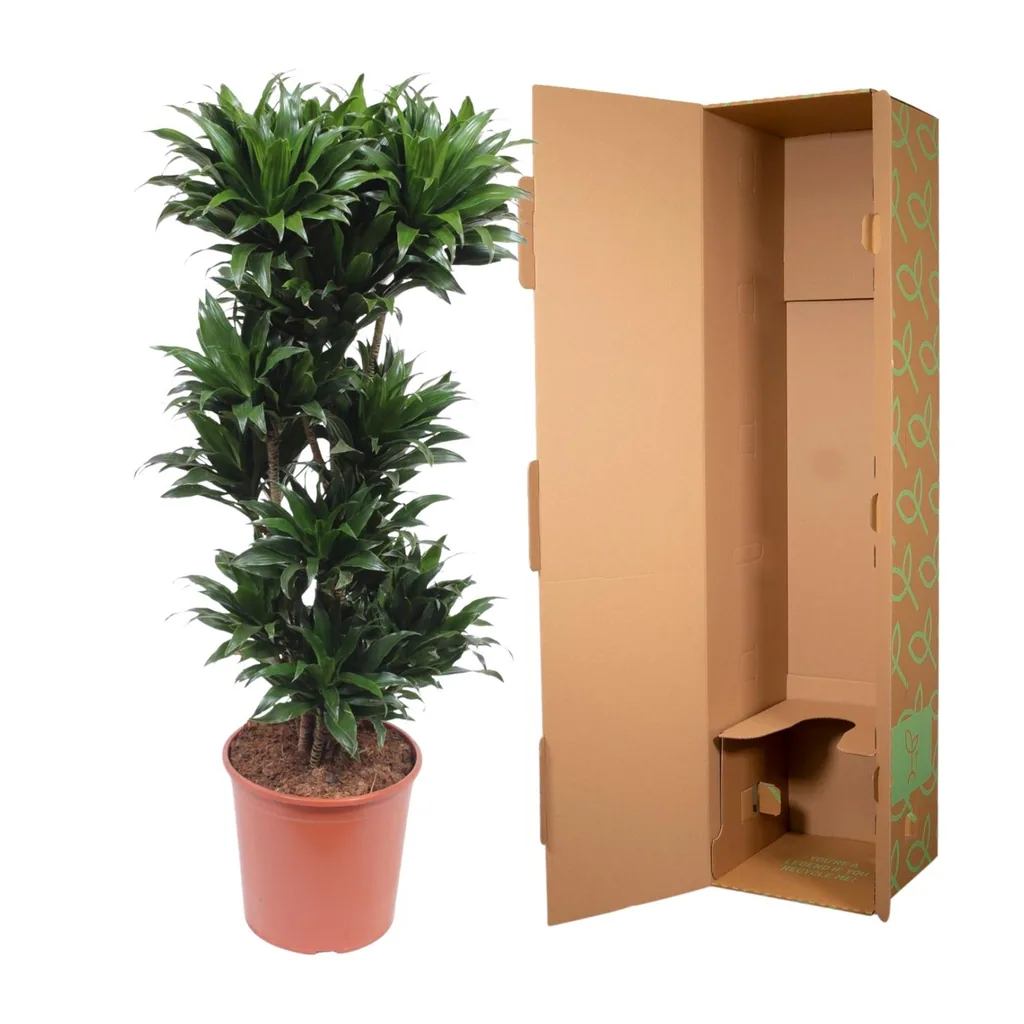 Kompakter Drachenbaum (Dracaena compacta) – pflegeleichte Zimmerpflanze, Höhe ca. 140 cm