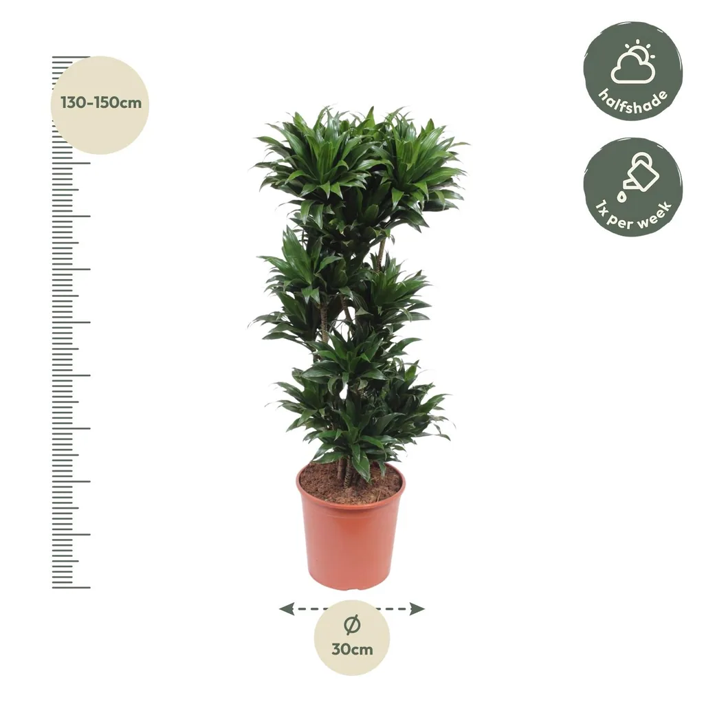 Kompakter Drachenbaum (Dracaena compacta) – pflegeleichte Zimmerpflanze, Höhe ca. 140 cm