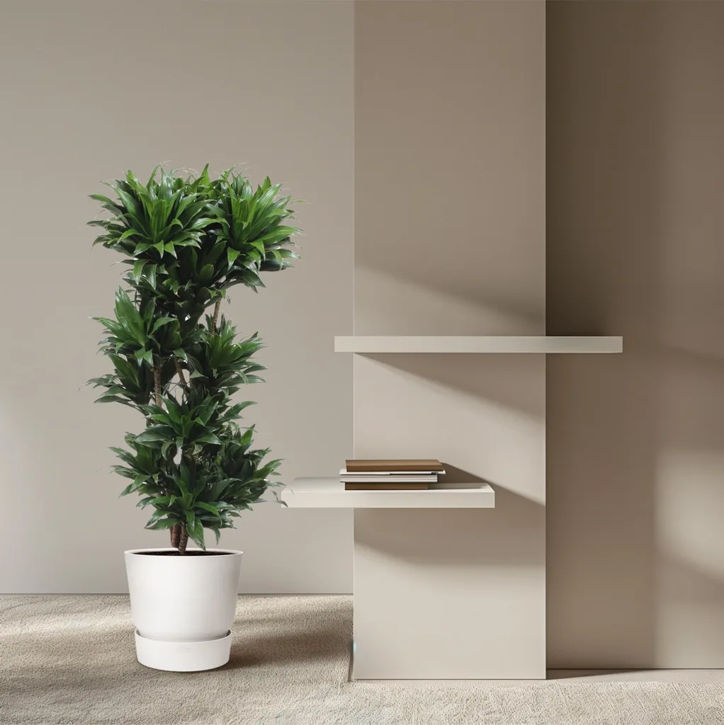 Kompakter Drachenbaum (Dracaena compacta) – pflegeleichte Zimmerpflanze, Höhe ca. 140 cm