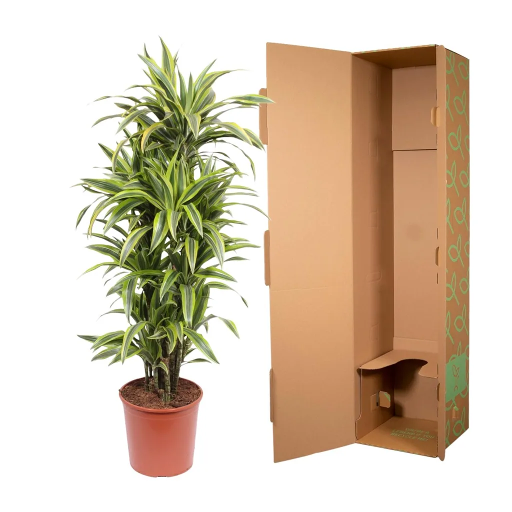 Drachenbaum 'Lemon Lime' (Dracaena) – pflegeleichte Zimmerpflanze, Topf-Ø 30 cm, Höhe ca. 150 cm