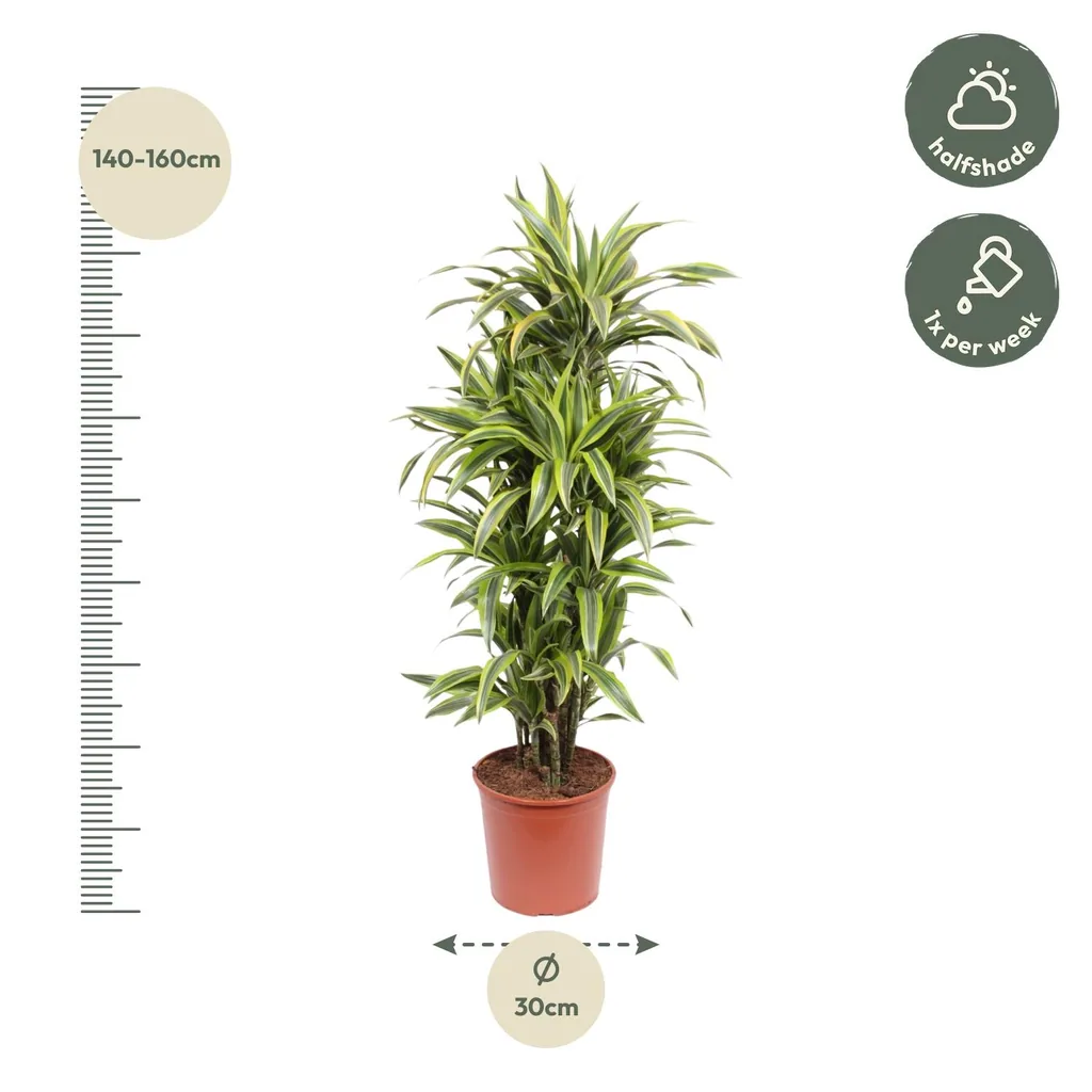 Drachenbaum 'Lemon Lime' (Dracaena) – pflegeleichte Zimmerpflanze, Topf-Ø 30 cm, Höhe ca. 150 cm