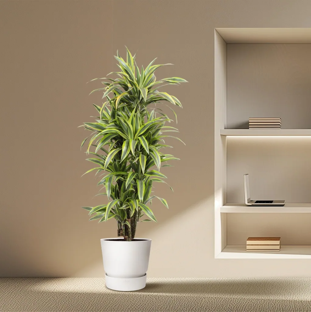 Drachenbaum 'Lemon Lime' (Dracaena) – pflegeleichte Zimmerpflanze, Topf-Ø 30 cm, Höhe ca. 150 cm