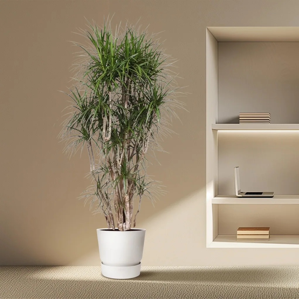 Drachenbaum (Dracaena marginata) – pflegeleichte Zimmerpflanze, verzweigt, Topf-Ø 50 cm, Höhe ca. 210 cm