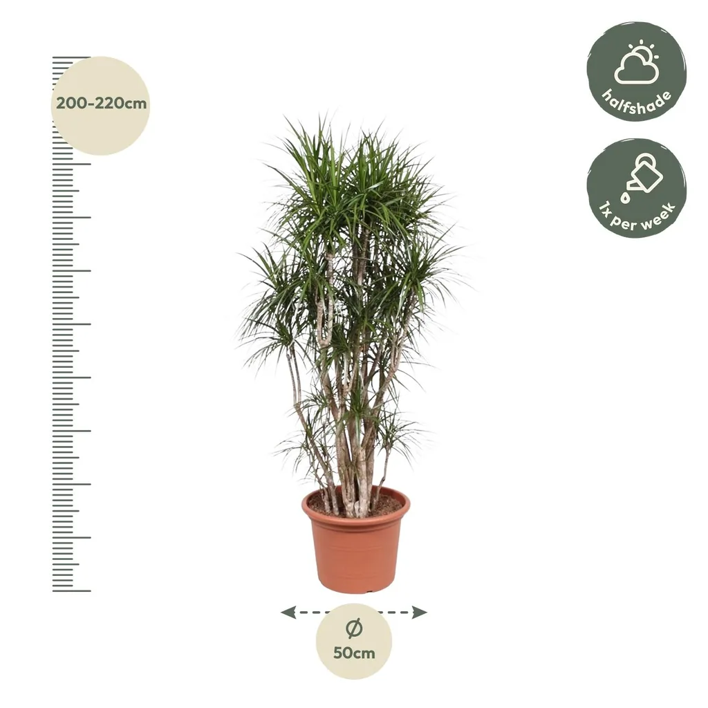 Drachenbaum (Dracaena marginata) – pflegeleichte Zimmerpflanze, verzweigt, Topf-Ø 50 cm, Höhe ca. 210 cm