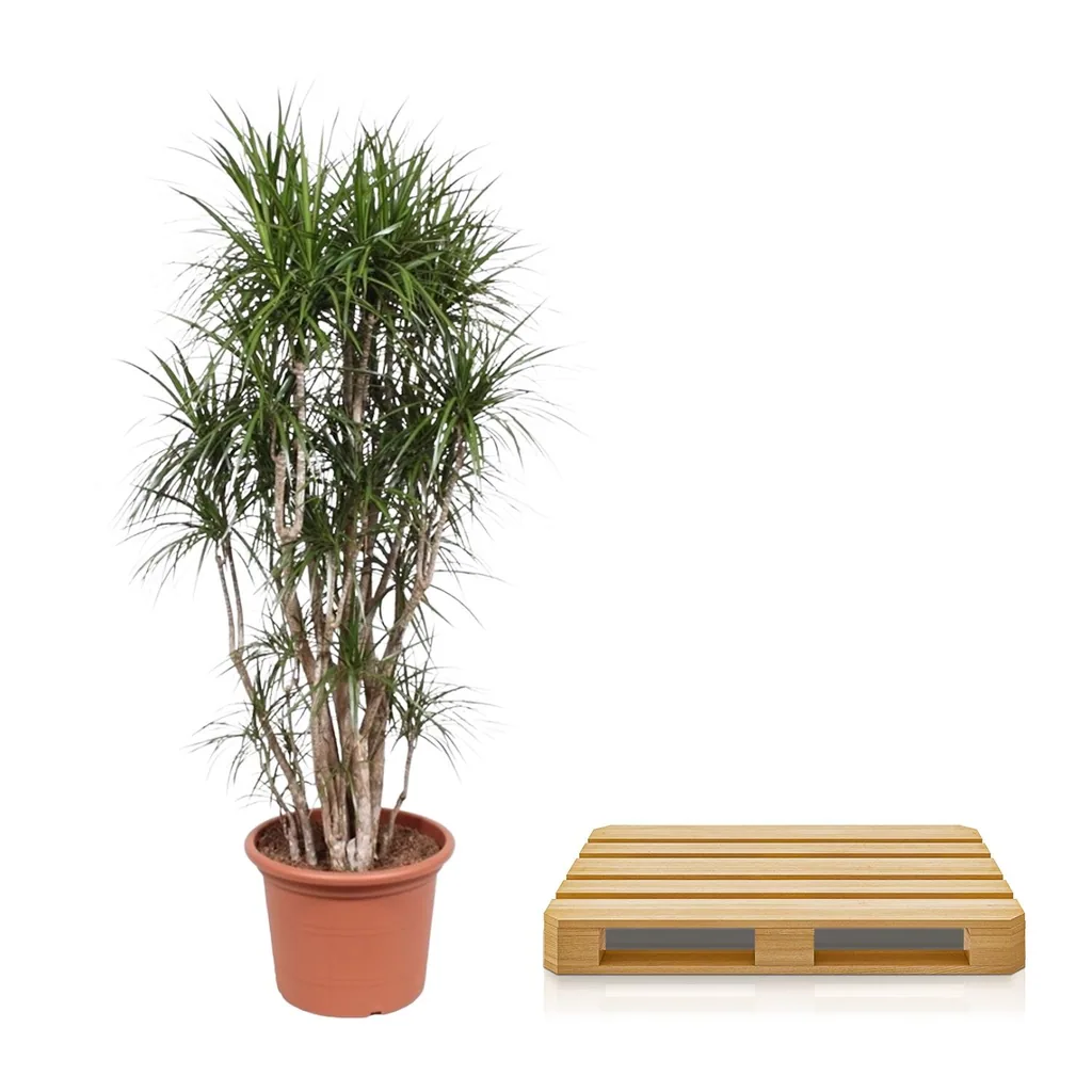 Drachenbaum (Dracaena marginata) – pflegeleichte Zimmerpflanze, verzweigt, Topf-Ø 50 cm, Höhe ca. 210 cm