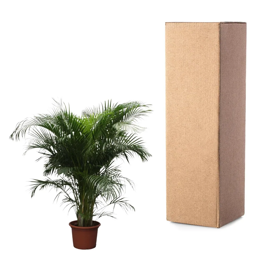 Goldfruchtpalme (Dypsis lutescens) – pflegeleichte Zimmerpflanze, Höhe ca. 230 cm