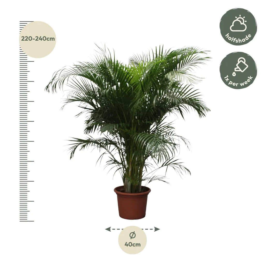 Goldfruchtpalme (Dypsis lutescens) – pflegeleichte Zimmerpflanze, Höhe ca. 230 cm