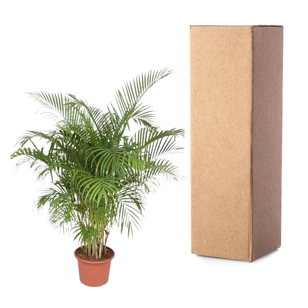 Goldfruchtpalme (Dypsis lutescens) – pflegeleichte Zimmerpflanze, Höhe ca. 200 cm