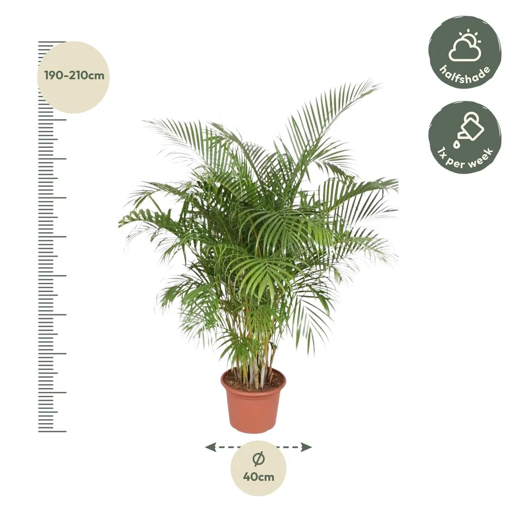 Goldfruchtpalme (Dypsis lutescens) – pflegeleichte Zimmerpflanze, Höhe ca. 200 cm